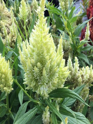 CELOSIA Kelos Fire Lime